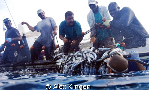 Anguillan fishermen hauling in their catch by Alex Klingen 